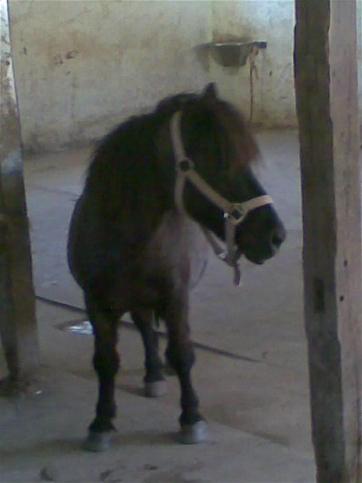 Shetlænder Prins billede 16