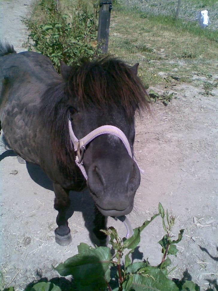 Shetlænder Prins billede 17