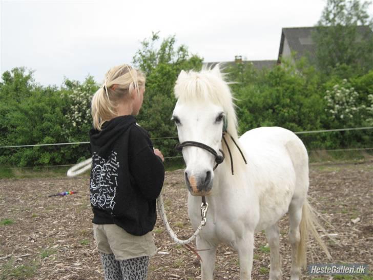 Welsh Pony (sec B) Prins R.I.P †I love you† - 20# Os to for evigt Prins<3 Foto. Jeanett Nørgaard<3 billede 20