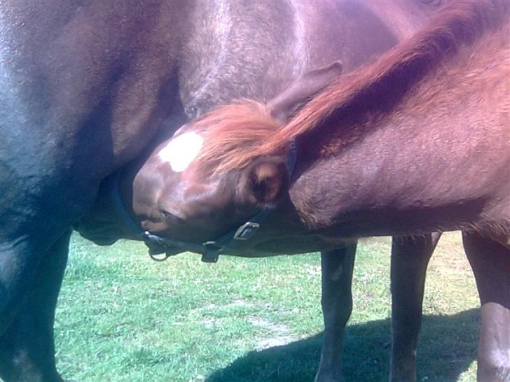 Anden særlig race My billede 18