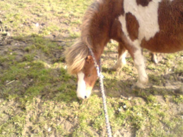 Shetlænder Cirkeline  - *NYT* græs! namme nam i; - sådan går vi tur når grimen er i stykker (; billede 11