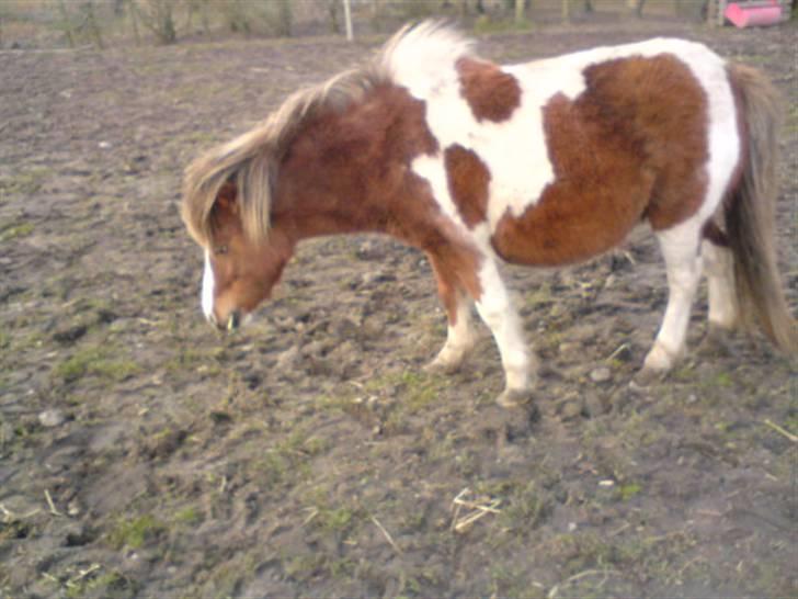 Shetlænder Cirkeline  - *NYT* lidt sur xD billede 12