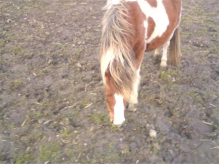 Shetlænder Cirkeline  - *NYT* her kommer jeg (; billede 13