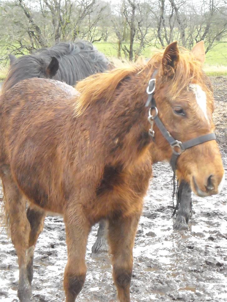 Anden særlig race My Wild Star *Emil* *solgt* billede 5