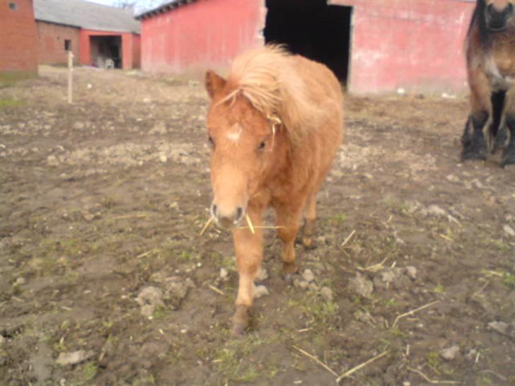 Shetlænder Charlie  - *NYT* jeg kommer med noget halm til dig i; billede 9