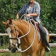 Anden særlig race Elvis p