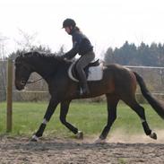 Dansk Varmblod Krogskærs Creval