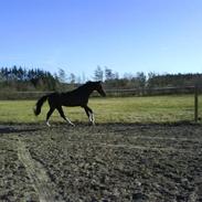 Dansk Varmblod Krogskærs Creval