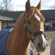 Hollandsk Sportspony Ramzes