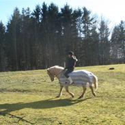 Islænder Máni Yellow Passion