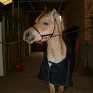 Fjordhest  Bjerregaards Embla 