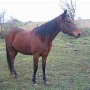 Traver Helena [Tidl. part]