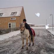 Fjordhest  Bjerregaards Embla 
