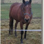 Traver Helena [Tidl. part]