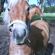 Anden særlig race Frode<3savner diig