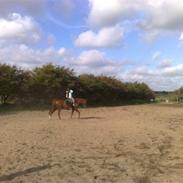 Anden særlig race Belle Siklica