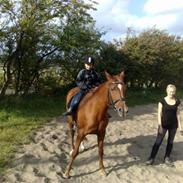 Anden særlig race Belle Siklica