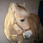 Fjordhest Prins- Beast-Part