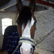 Welsh Cob (sec D) Lucky