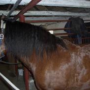 Welsh Cob (sec D) Lucky