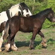 Irish Cob Kilkenny