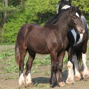 Irish Cob Kilkenny