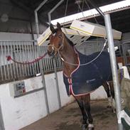 Anden særlig race T-Rex