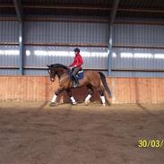 Anden særlig race T-Rex