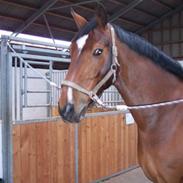 Anden særlig race T-Rex