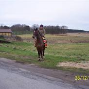 Anden særlig race T-Rex