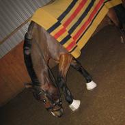 Anden særlig race T-Rex