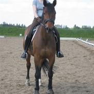 Dansk Varmblod Vistahl Finesse