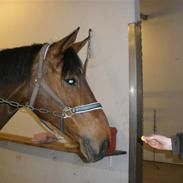 Dansk Varmblod Vistahl Finesse