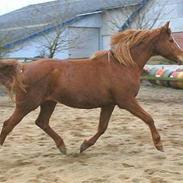 Dansk Varmblod Farouche