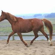 Dansk Varmblod Farouche