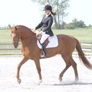 Frederiksborg Legolas Enghaven