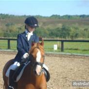 Welsh Mountain (sec A) lady (solgt)