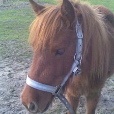 Shetlænder tøsen<3