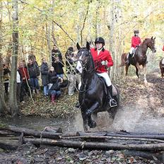 Anden særlig race Santina