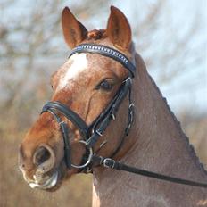Welsh Pony af Cob-type (sec C) Bjerregårds Eros :)