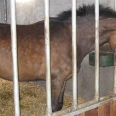 Dansk Varmblod Roma Rose Granly *R.I.P*