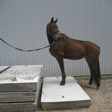 Dansk Varmblod Roma Rose Granly *R.I.P*