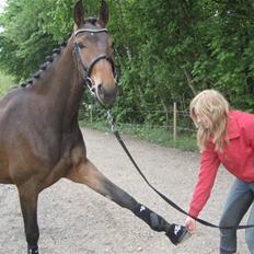 Dansk Varmblod Roma Rose Granly *R.I.P*