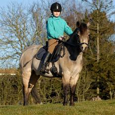 Welsh Partbred (Sec F) Rosengårdens Kasanova