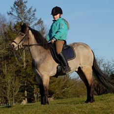 Welsh Partbred (Sec F) Rosengårdens Kasanova