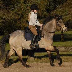 Welsh Partbred (Sec F) Rosengårdens Kasanova