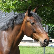 Dansk Varmblod Bjeregårdns Haløj 