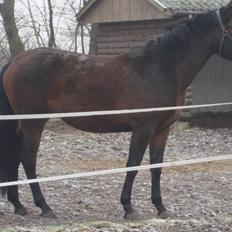Dansk Varmblod Bjeregårdns Haløj 