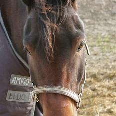 New Forest Romeo’s Eldorado