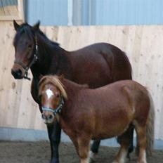 New Forest Romeo’s Eldorado